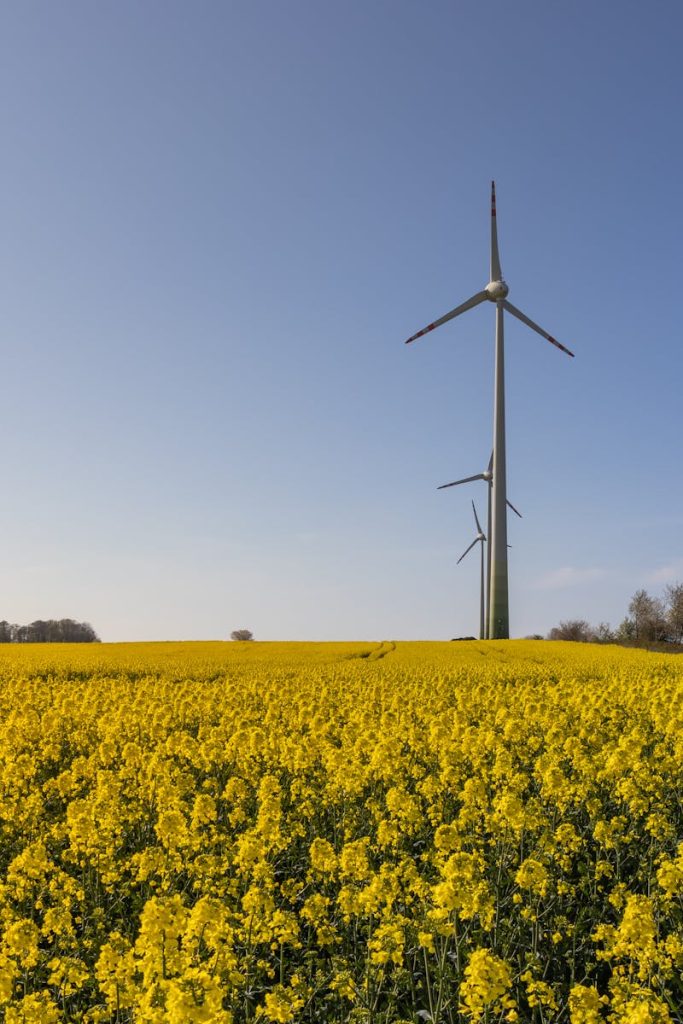 Vibrant canola field with tall wind turbines under a clear blue sky, symbolizing sustainable energy.